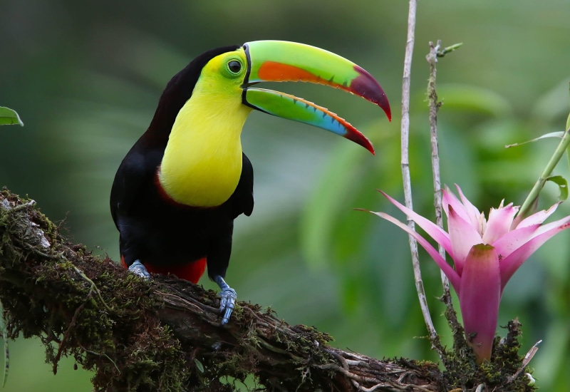 1080P, plant, animal, animal wildlife, Toucan, day, yellow, close-up, beak, outdoors, beauty in nature, animals in the wild, animal themes, Iridescent Toucan