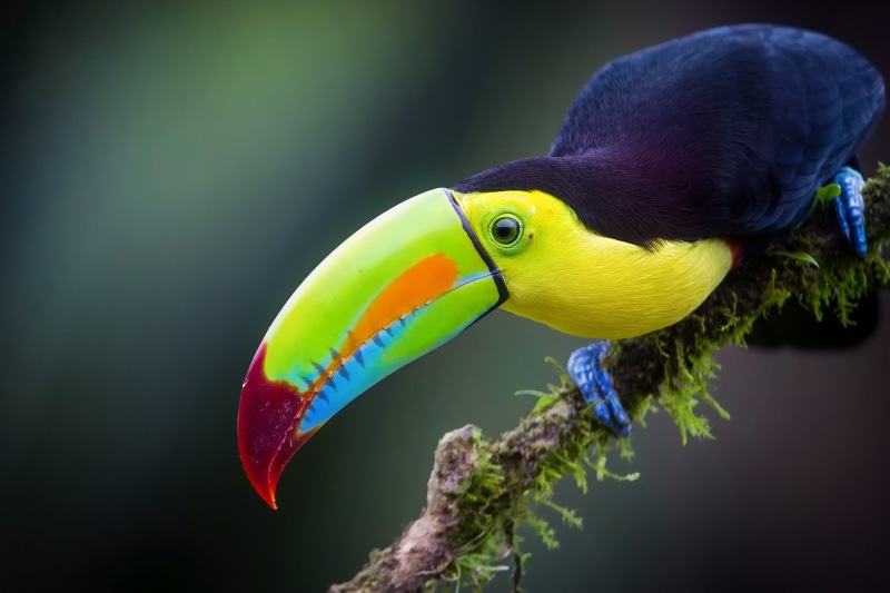 1080P, jungle, branch, Toucan, Iridescent Toucan, bird