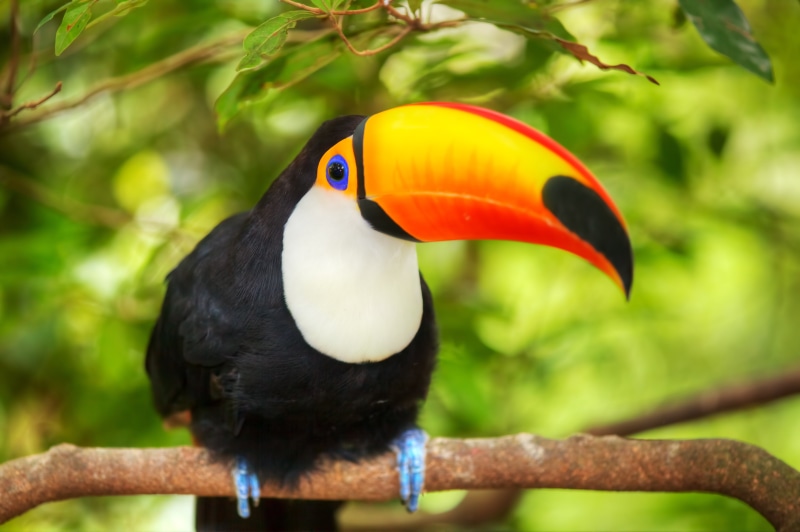 rainforest, yellow, animal head, tropical Climate, hornbill, 5K, tree, zoo, no people, beak, perching, green Color, nature, black Color, amazon Rainforest