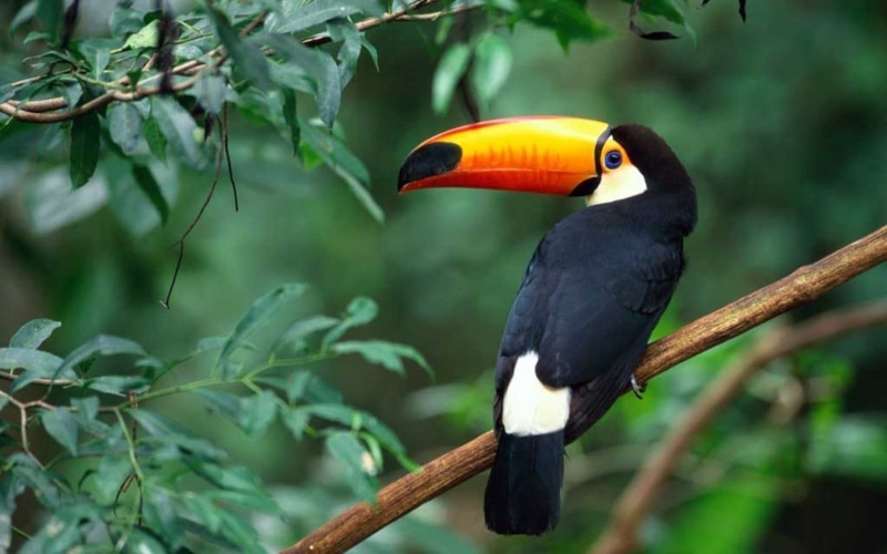 branch, feather, white, vertebrate, day, tropical Bird, leaf, perching, tropical Rainforest, one animal, tree, forest, tropical Climate, no people, toucan