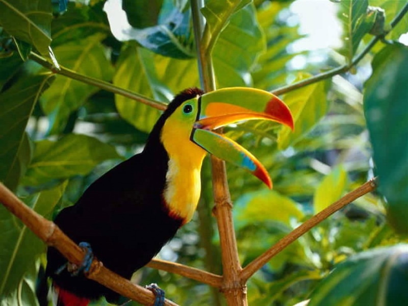 birds, animals, 480P, toucans