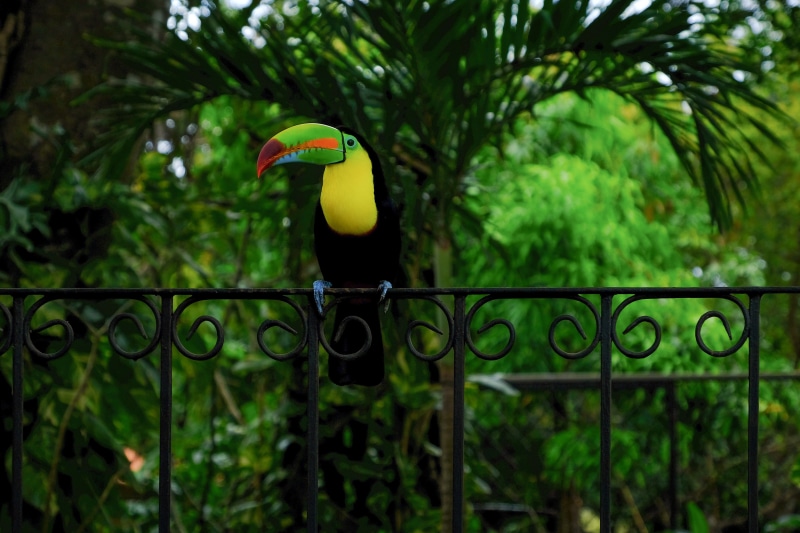 green color, land, day, close-up, plant, focus on foreground, tucan, animal themes, growth, exotic animals, outdoors, animals in the wild, bird, nature