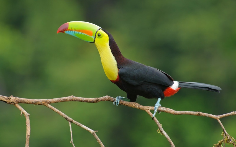 black, branch, yellow, 2K, beak, Toucan, colors, eye
