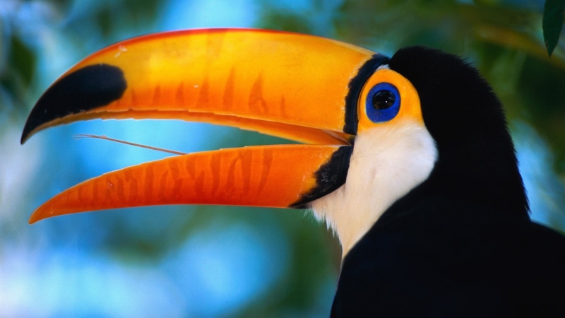 Toco toucan, Birds, 1080P