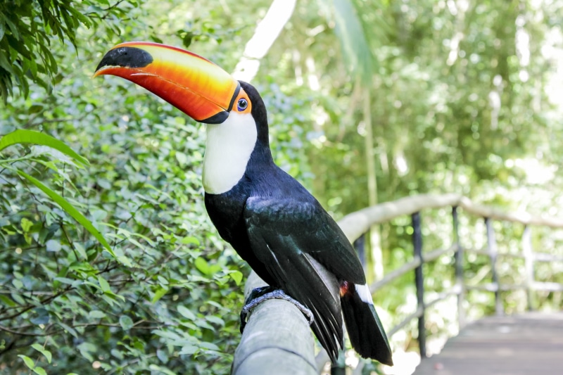hornbill, bird, font font floresta font font, focus on foreground, toco, font font pássaro font font, no people, bamboo, rails, profile view, tree, font font viagem font font
