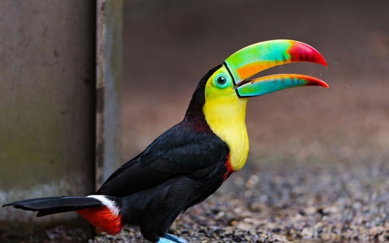 toucans, 1080P, animals, birds