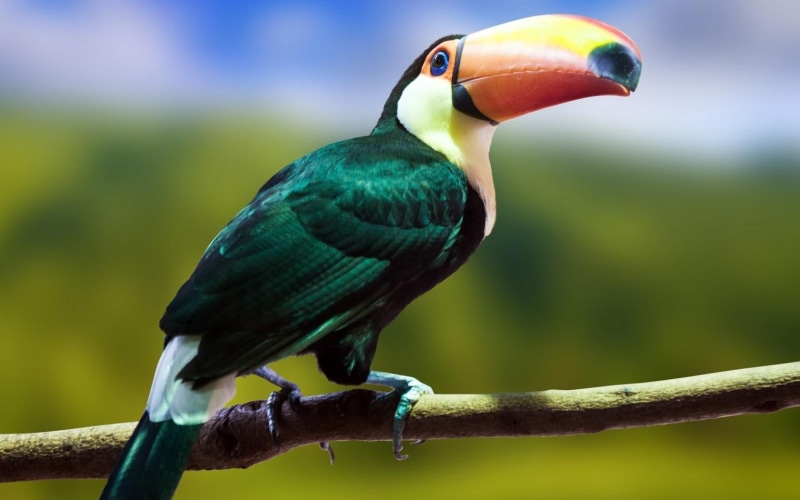 720P, bird, branch, toucan