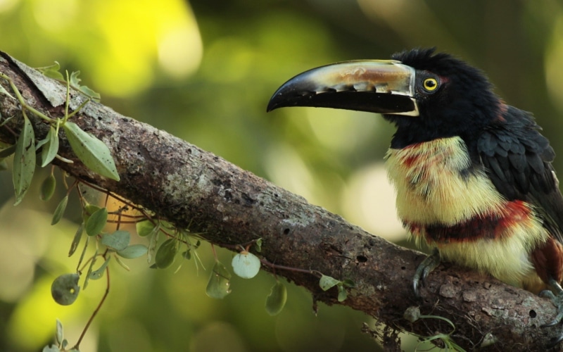 nature, animals, birds, toucans, 1080P