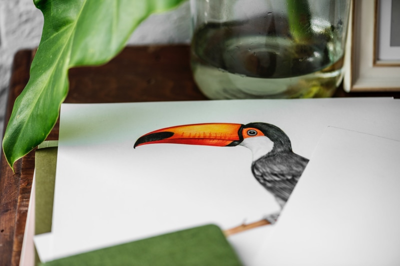 orange color, glass, close-up, green color, animal themes, nature, 4K, drawing, indoors, animal, day, plant, animal head, toucans, bird, animals in the wild