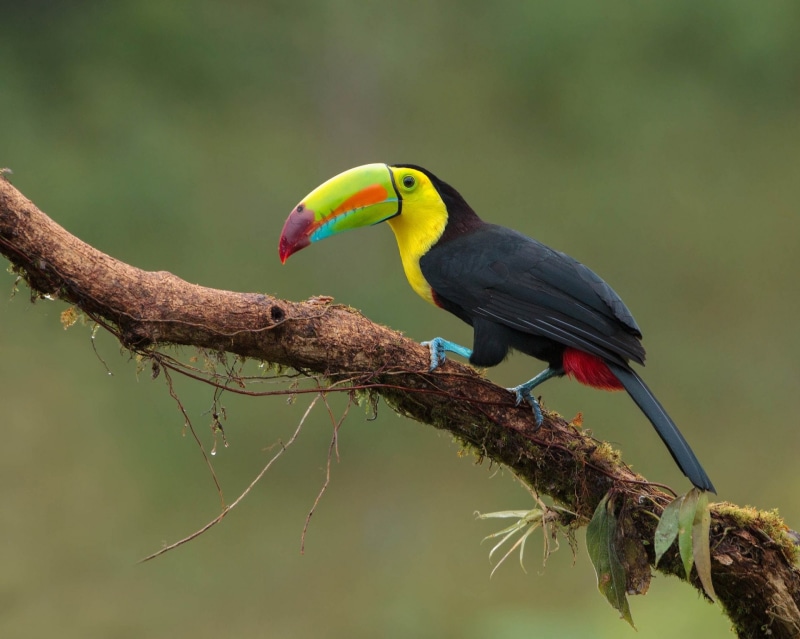 Toucan, Birds, Keel-billed Toucan, 1080P
