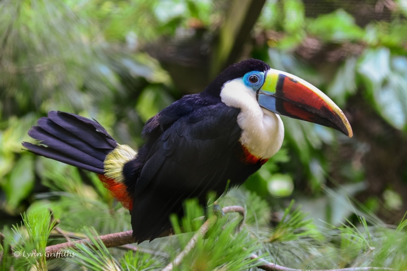forest, black Color, bird Watching, animal themes, brazil, branch, focus on foreground, looking, nature, tropical Bird, yellow, beauty In Nature, endangered Species