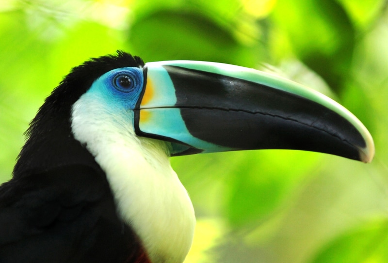 Toucan, Bird, 1080P