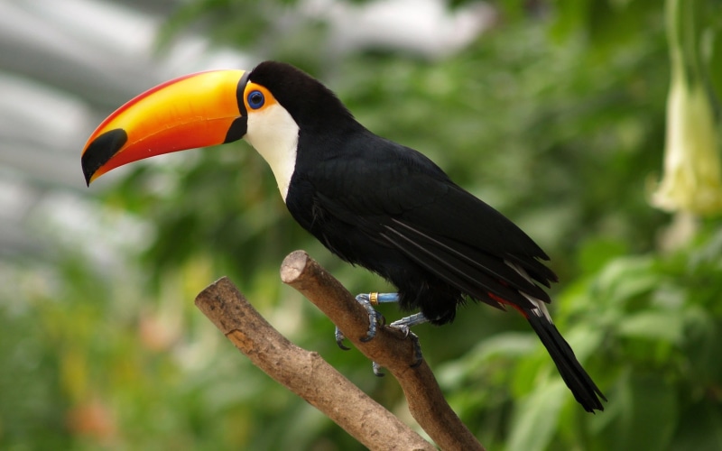 family, beak, birds, toucan, animal themes, day, focus on foreground, animals in the wild, one animal, full length, passerine, bird, animal wildlife, neotropics