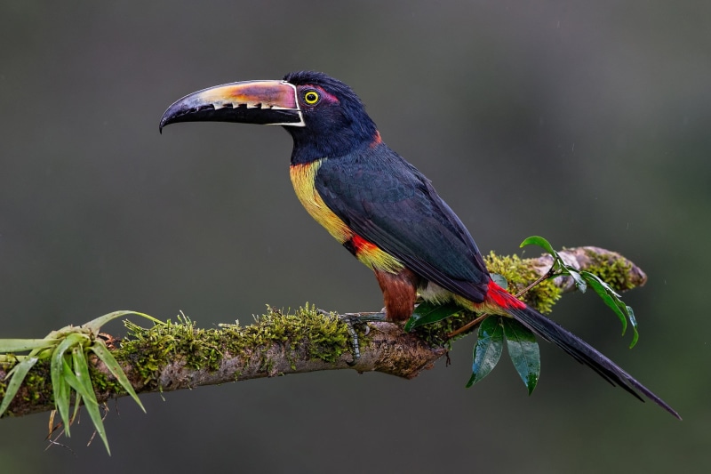 branch, bird, 1080P, Toucan, background, Collared aracari