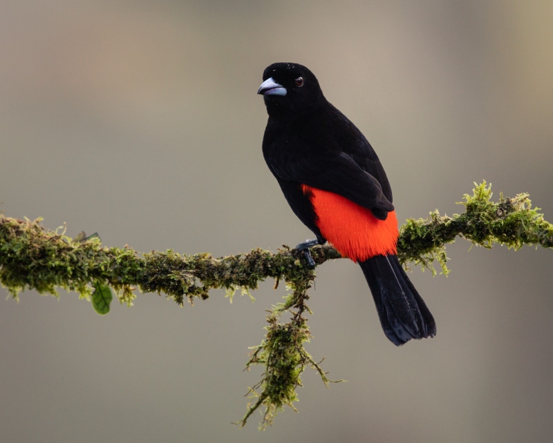 beak, toucan, animal themes, plant, red, outdoors, photography, animal wildlife, tree, selective, costa rica, bird, focus, bush, no people, black, beauty in nature