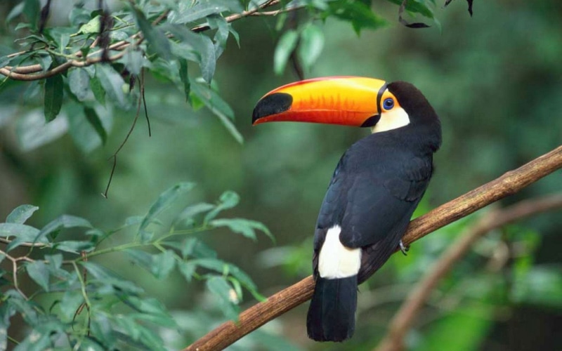 1080P, Birds, Toco toucan