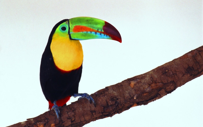 1080P, Toucan, Picture