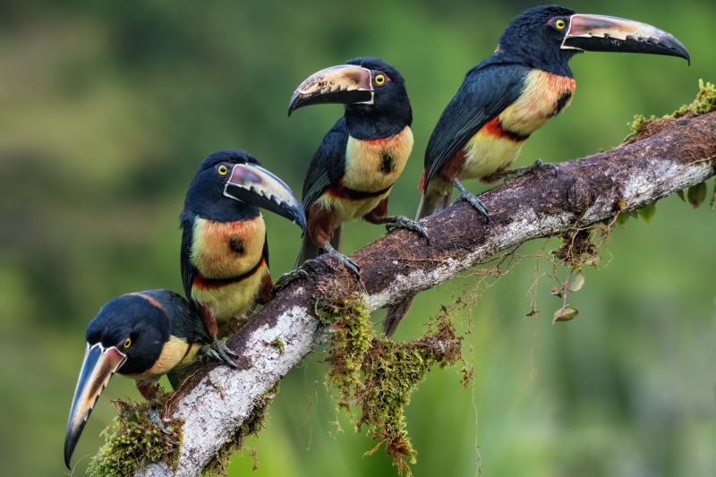 toucans, family, Quartet, birds, 4K, aracari, collared aracari