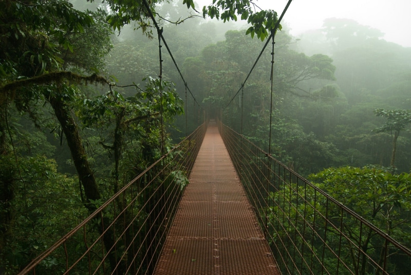 nature, rain, jungle, trees, bridge, mist, 1080P, Costa Rica