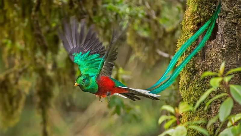 male, 1080P, Costa Rica, Quetzal, bird