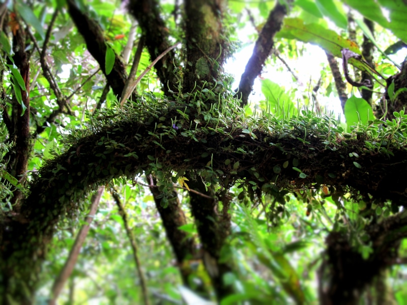 backgrounds, woodland, plant, beauty in nature, rainforest, tranquility, moss, Costa Rica, branch, selective focus, green color, outdoors, nature, tree canopy