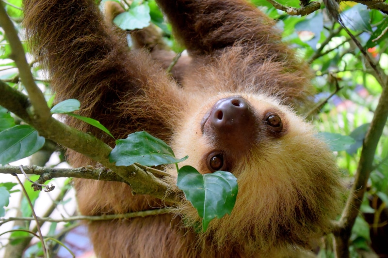 orangutan, nature, sloth, plant part, animals in the wild, costa rica, tree, animal wildlife, animal themes, travel, no people, mammal, outdoors, 4K, forest