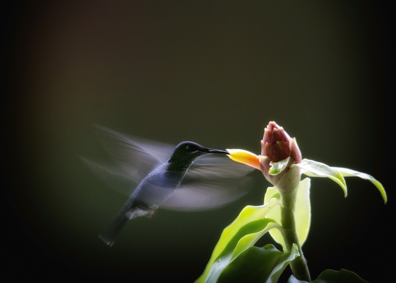shot, Humming bird, hummer, Macro shot, blurred, tropics, wings, black, Dancer, Flamenco, Violet Sabrewing, bird, humming, bird feeding, 2K, Hummingbird
