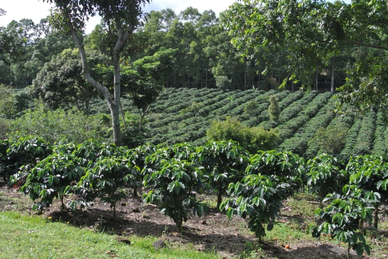 nature, no people, scenics - nature, field, outdoors, land, day, crop, food and drink, vine, green Color, coffee, plantation, agriculture, costa rica, growth