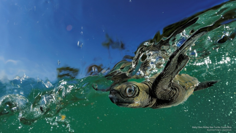 ridley, rica, turtle, olive, sea, 2K, Ocean Life, baby, costa
