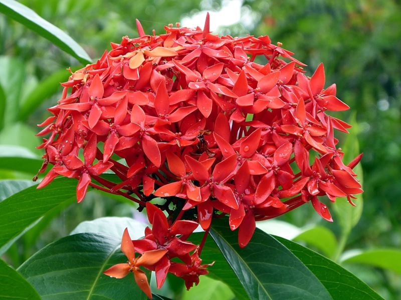 inflorescence, day, bunch of flowers, no people, flower, plant, beauty in nature, fragility, summer, flower head, growth, leaf, petal, focus on foreground