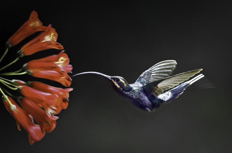 Violet Sabrewing, bird in flight, Explore, focus, Pueblo  Nuevo, animal, shallow, humming bird, costa rica, sabrewing, flower, humming, shallow focus, 2K