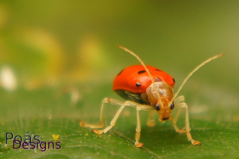 Jeffrey Umaña, animal themes, green color, red, animals in the wild, nature, plant, animal wildlife, insect, one animal, Costa Rica , no people, day, animal body part