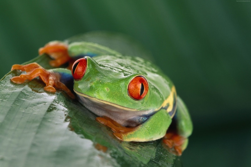 frog, tourism, tropical, Costa Rica, Tree frog, orange, exotic, travel, poison, green, 4K