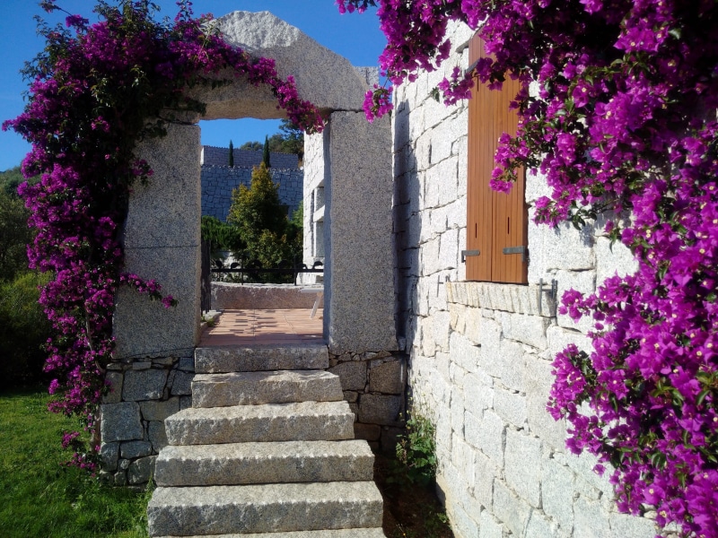 pink color, nature, stairs, flower, triple flower, architecture, sunlight, flowering plant, no people, entrance, sardinia, garden, built structure, building exterior