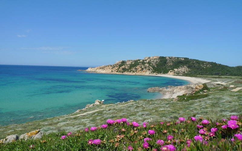 world, 2K, flowers, beach, sardinia, island, italy