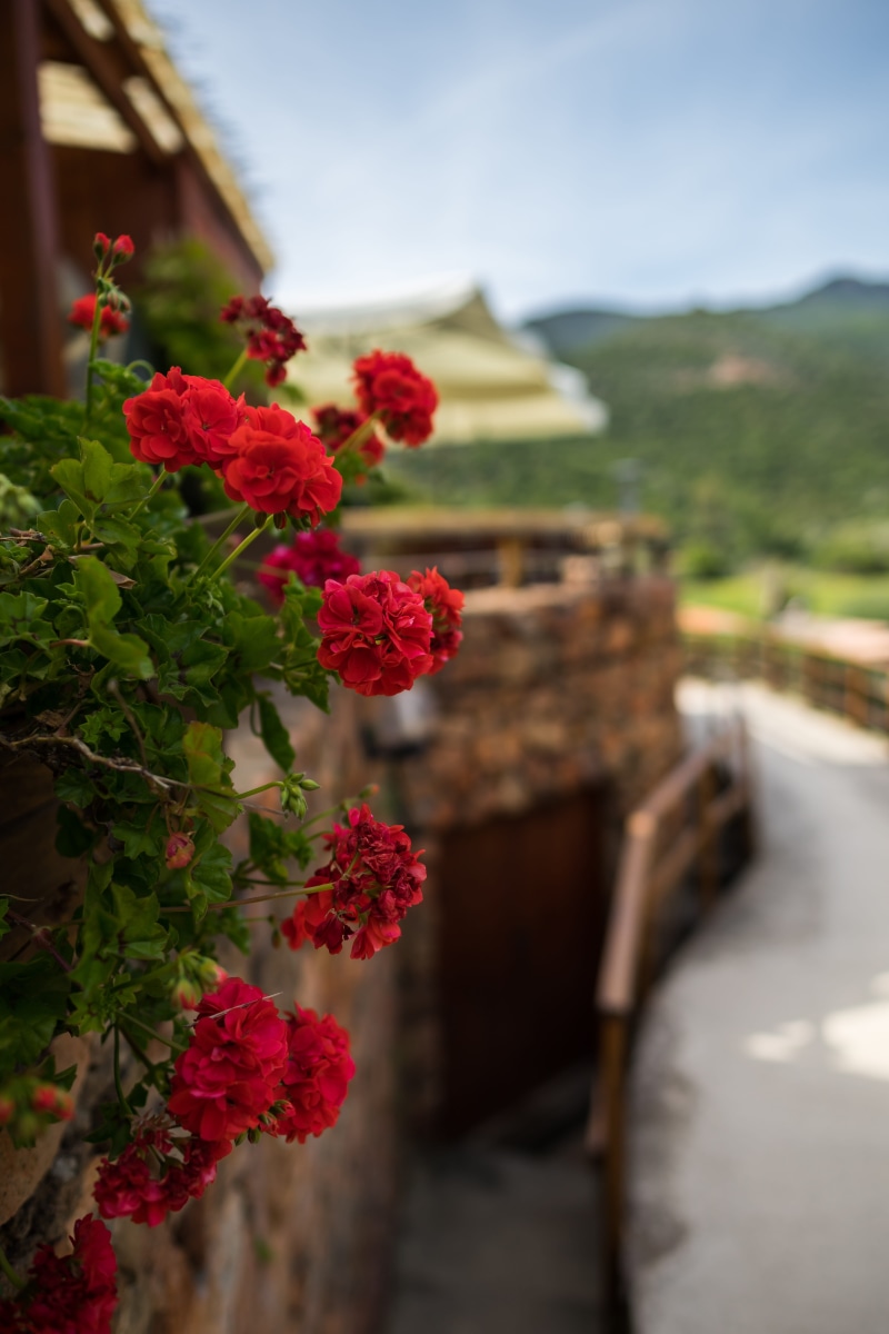  outdoors, growth, flowering plant, beauty in nature, flower head, red, plant part, plant, summer, 5K, background, selective focus, season, sardinia