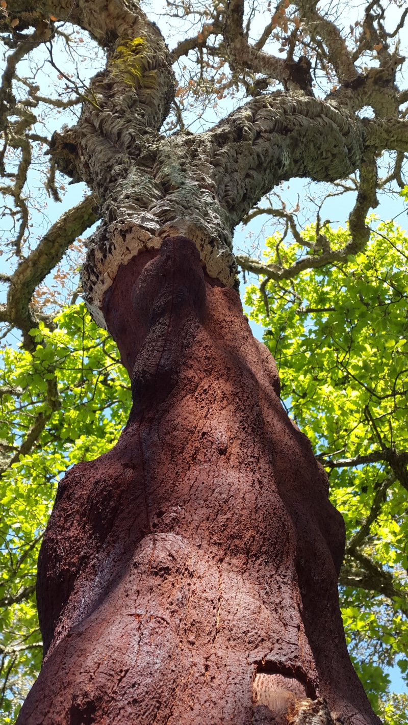 cork, growth, cork oak, cork layer, low angle view, sardinia, outdoors, rough, sky, nature, bark, mediterranean, tranquility, brown, 4K, beauty in nature