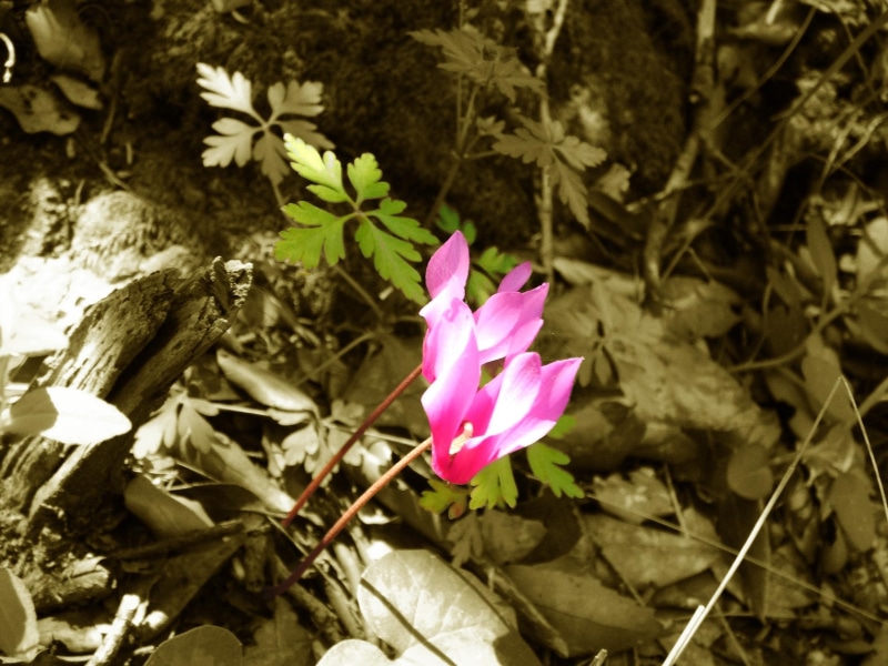 3d and abstract, purple, forest, sardinia, cyclamens, cyclamen, white, alone, 1080P, pink, flower