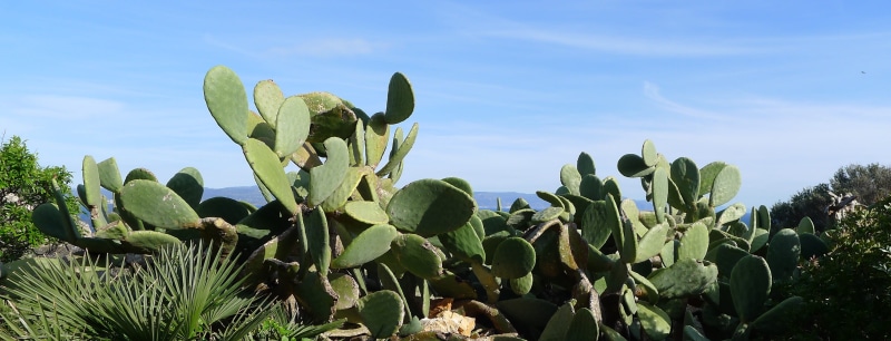 saguaro cactus, land, prickly pear, flora, beauty in nature, growth, tranquility, field, nature, succulent plant, arid climate, summer, green color, cactus pear