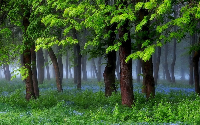 no people, trunk, day, lush foliage, non-urban scene, land, water, green color, grass, morning, scenics - nature, tranquil scene, plant, spring, growth
