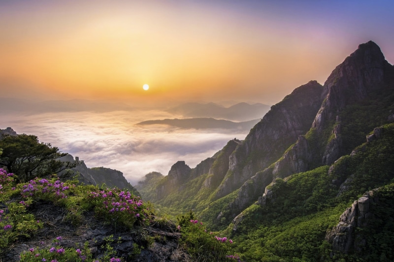 green, mist, wildflowers, clouds, cloud - sky, tree, mountain range, mountain, no people, idyllic, tranquil scene, beauty in nature, mountain peak, 1080P