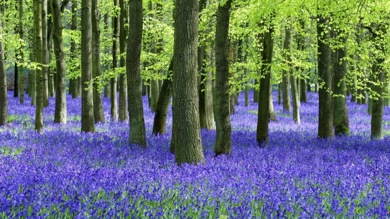 nature, day, flowering, spring, no people, flower, beauty in nature, freshness, bluebells, woodland, vegetation, land, purple, flowering plant, 1080P