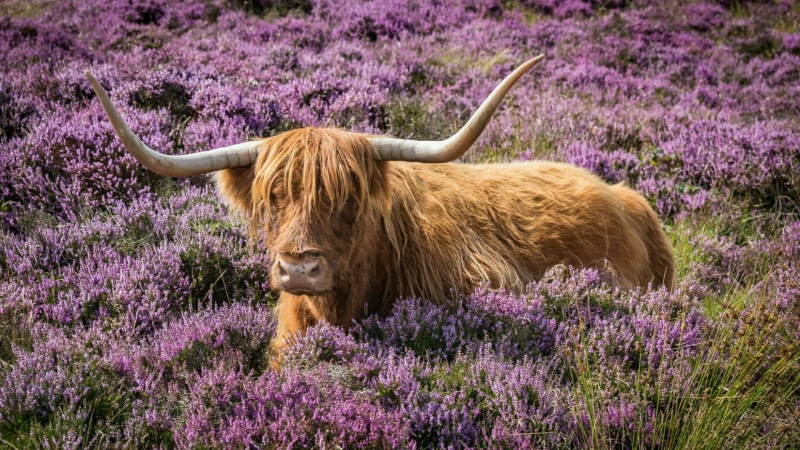 flowering plant, highland cow, cow, 1080P, mammal, animal, animal themes, field, pets, prairie, livestock, day, cattle, land, plant, grassland, domestic animals