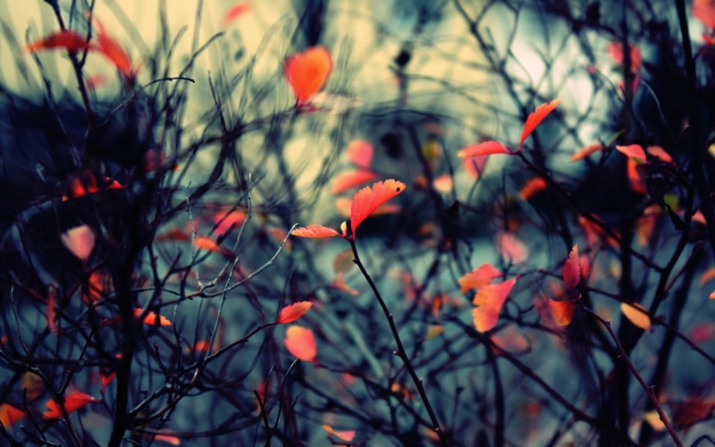 leaf, color Image, food, orange Color, botany, vulnerability, fragility, daytime, autumn, outdoors, red, bright, flower, fruit, colors, wildflower, fall