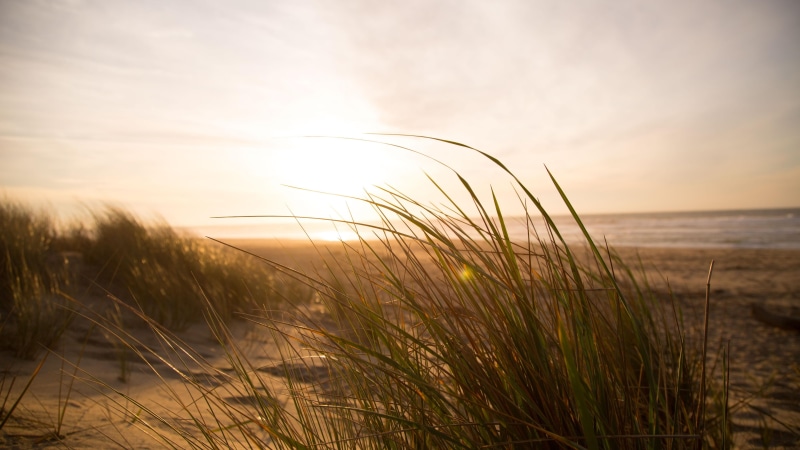 sea, sunlight, shore, grass, morning, sun, horizon, sandy, beach, sandy beach, 5K, sand, calm, dune, sky