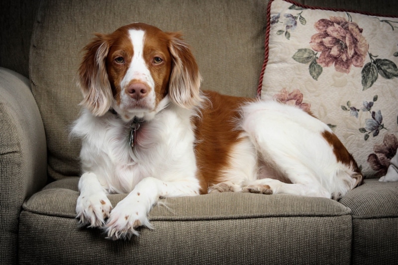 1080P, Dogs, Spaniel, Brittany Spaniel