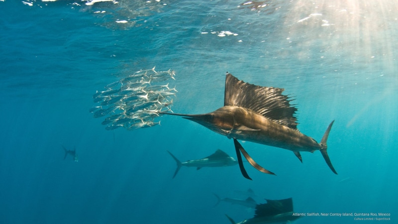 sailfish, Ocean Life, island, 2K, atlantic, quintana, mexico, contoy, roo, near