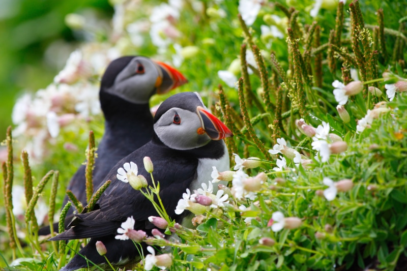 puffins, Atlantic puffins, nature, animals, 4K, Ireland, flowers