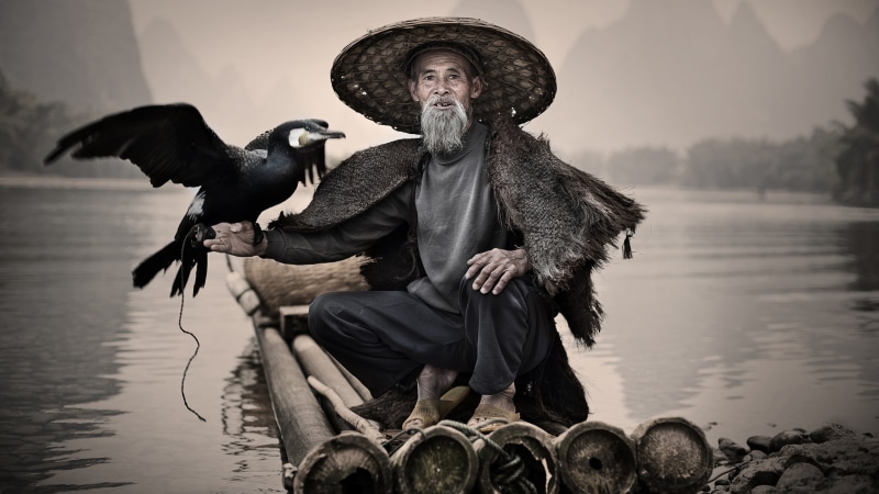 grey, man, China, sitting, National Geographic Traveler Photo Contest, pants, Xingping, Cormorant, bird, 4K, fishing village, Li-River, black, shirt