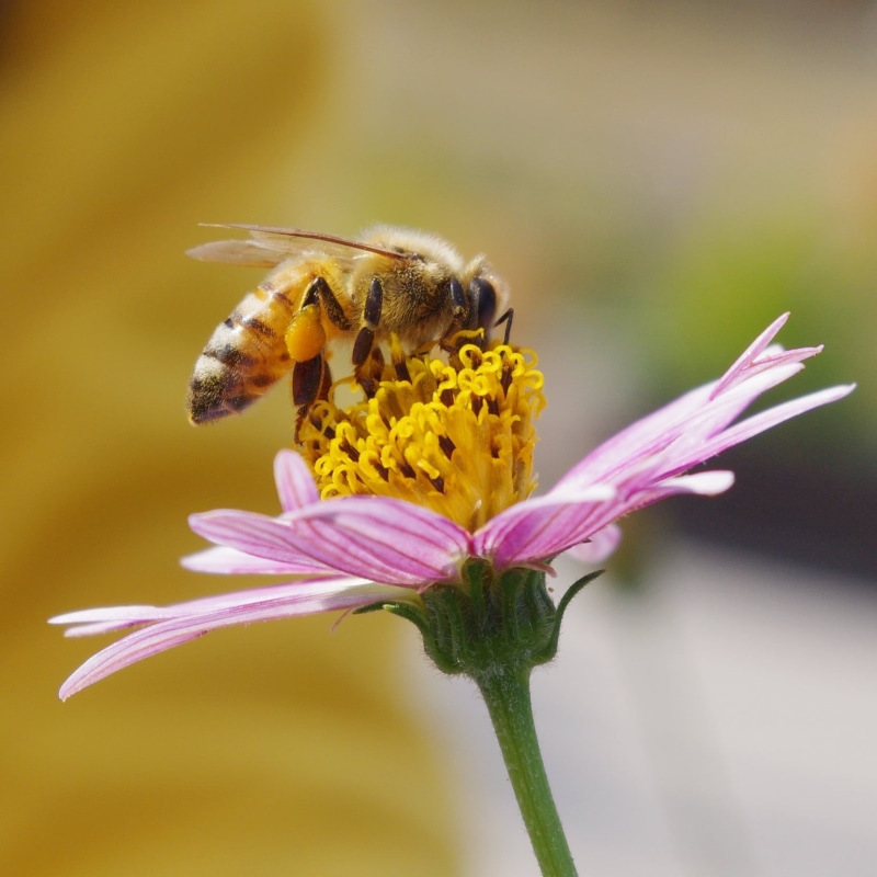 plant, PENTAX K-x, 720P, petal, nature, bee, Seven, cosmos, pentax  K-x, yellow, honey Bee, lat, pollen, geotagged, lon, Macro, geo, pollination, close-up